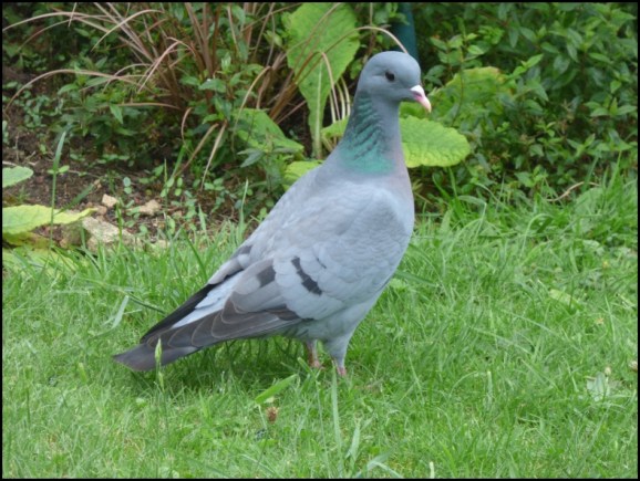 Stock Dove 310518.jpg