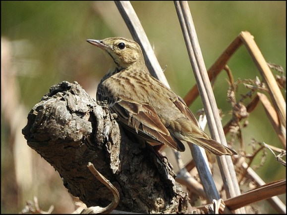 Tree Pipit 220518