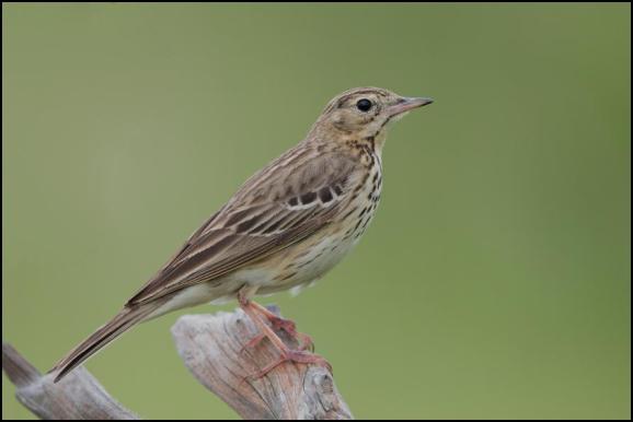 Tree Pipit 310518