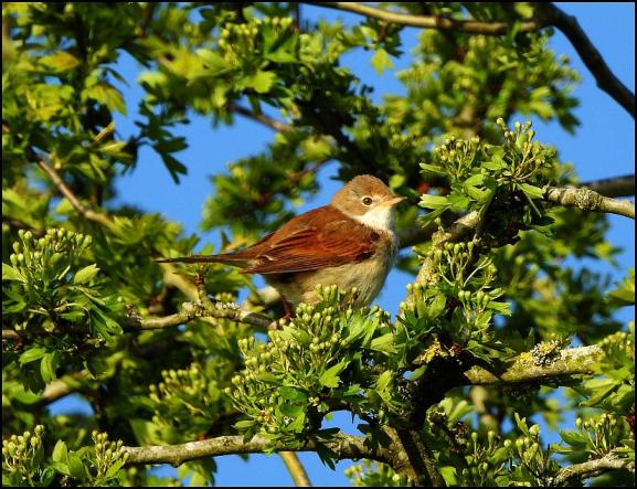 Whitethroat 010518