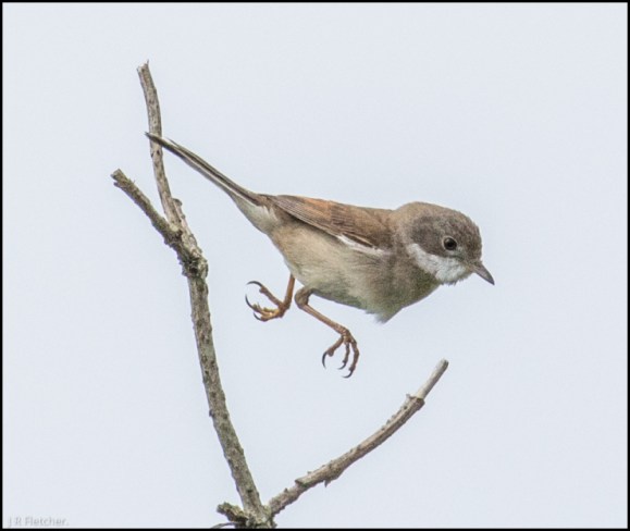 Whitethroat 090518