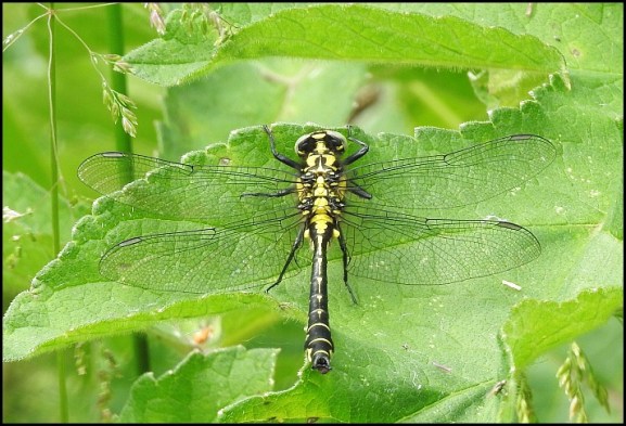 Common Clubtail 090618