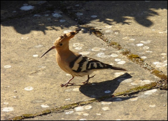 Hoopoe 220618 2