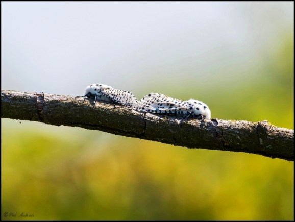 Leopard Moths 280618