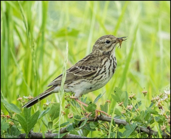 Meadow Pipit 010618