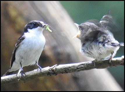 Pied Flycatchers 120618