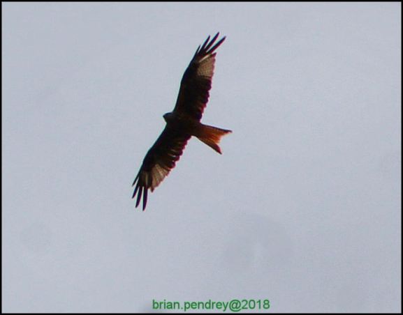 Red Kite 230618