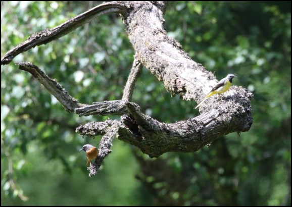 Redstart &amp; Grey Wagtail 060618