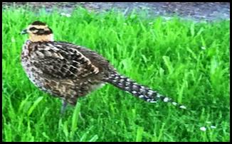 Reeves's Pheasant 030618