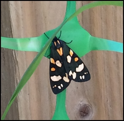 Scarlet Tiger 210618