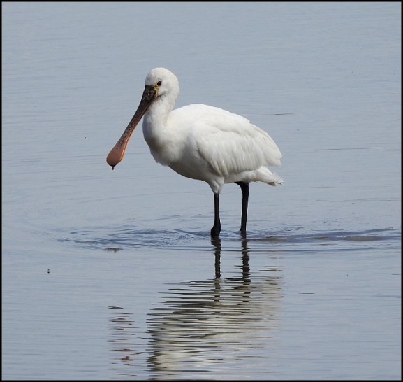 Spoonbill 230618 1