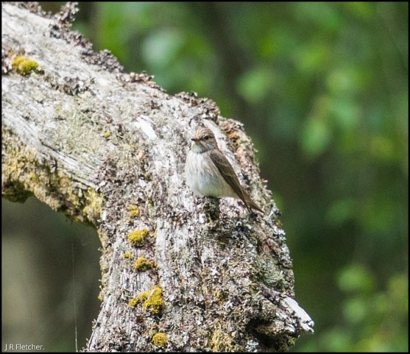 Spotted Flycatchers 050618