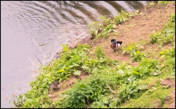 Wood Duck 050618
