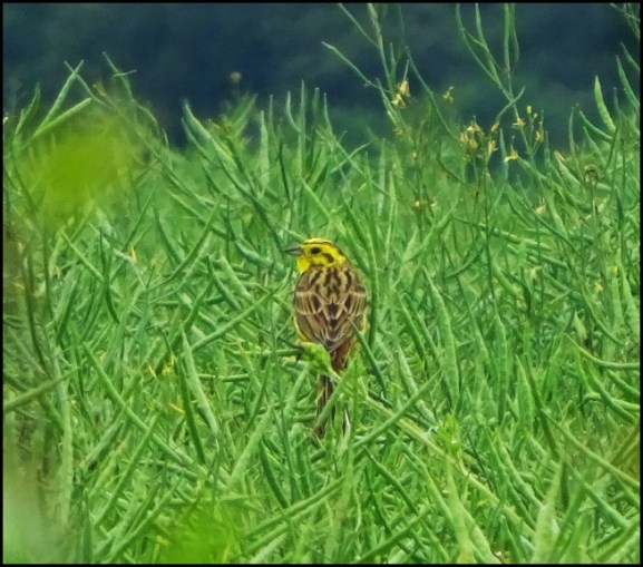 Yellowhammer 050618