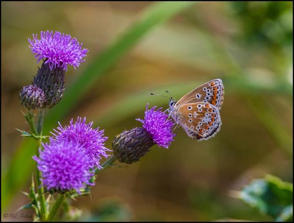 Brown Argus 260718