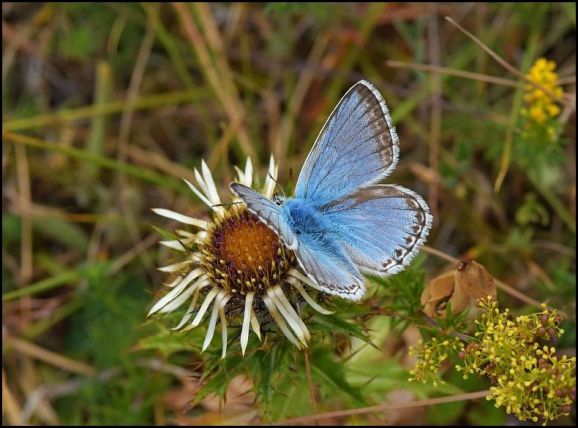 Chalkhill Blue 260718
