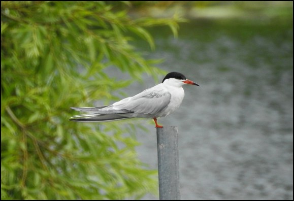 Common Tern 170718