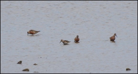 Curlew Sandpipers 280718.jpg