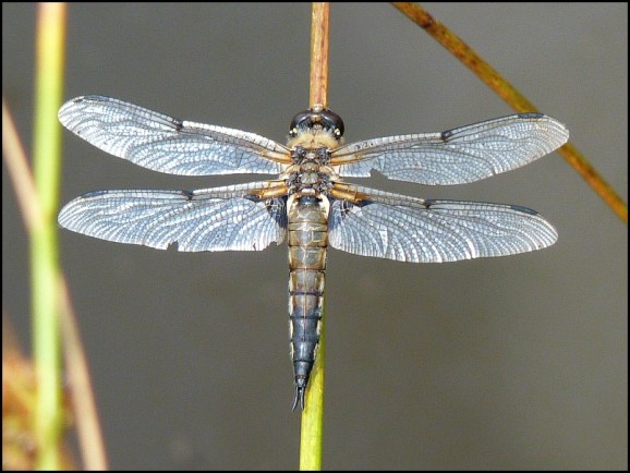 Four-spotted Chaser 130718
