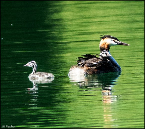 Great Crested Grebes 050718