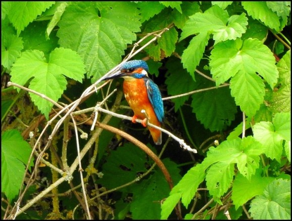 Kingfisher 240718