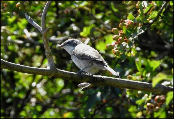Lesser Whitethroat 240718