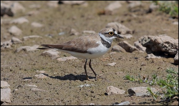 Little Ringed Plover 150718