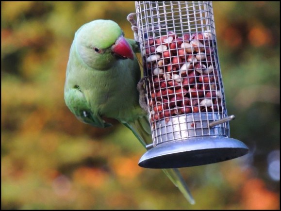 Ring-necked Parakeet 250718