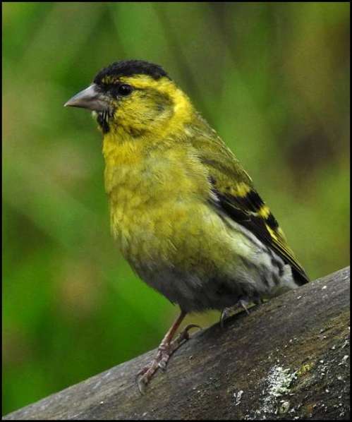 Siskin 280718