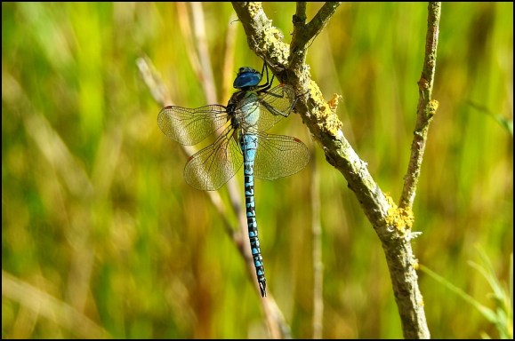 Southern Migrant Hawker 220718.jpg