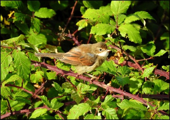 Whitethroat 250718