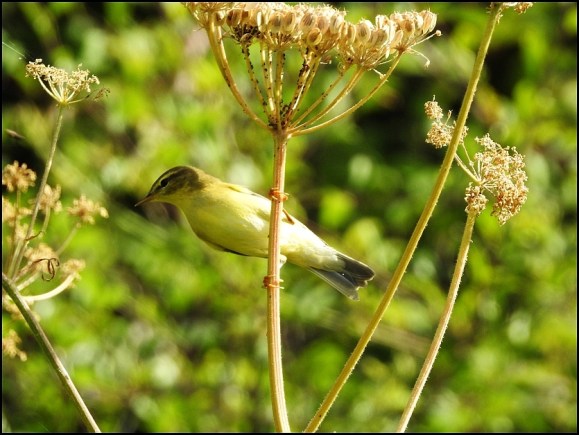 Willow Warbler 250718