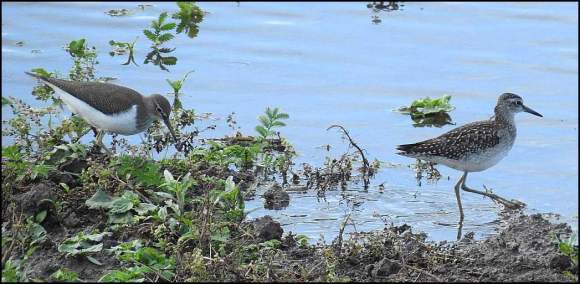 Wood & Green Sandpiper 310718
