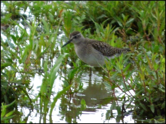 Wood Sandpiper 300718