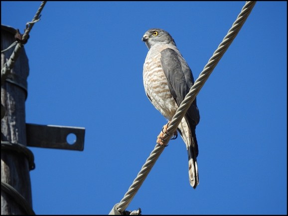 Zim - African Goshawk
