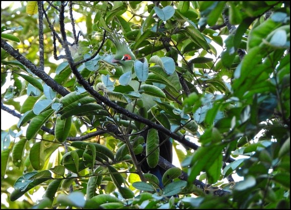 Zim - Livingstone's Turaco