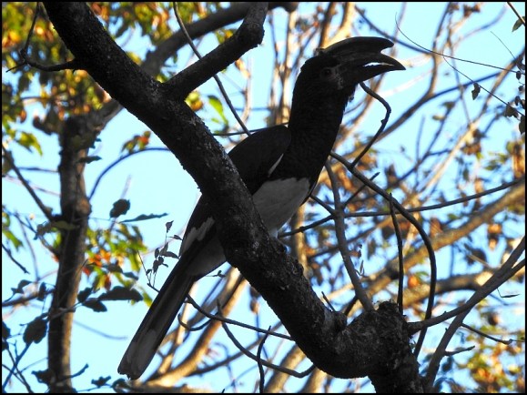 Zim - Trumpeter Hornbill