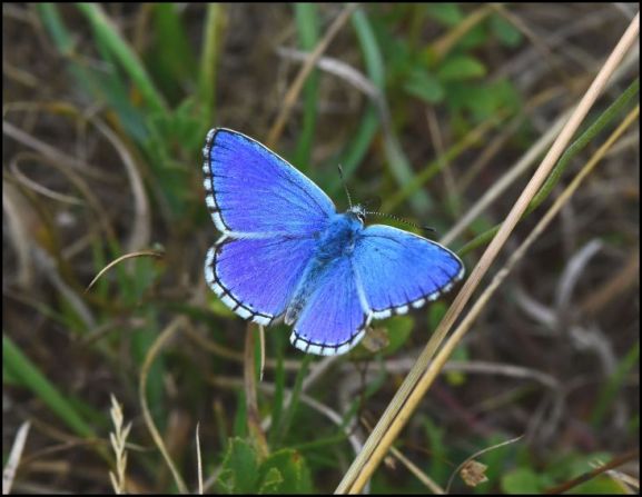 Adonis Blue 150818