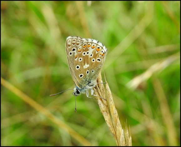 Adonis Blue 210818