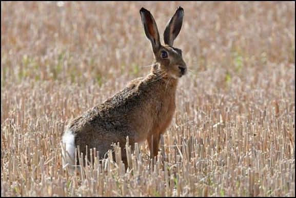 Brown Hare 240818
