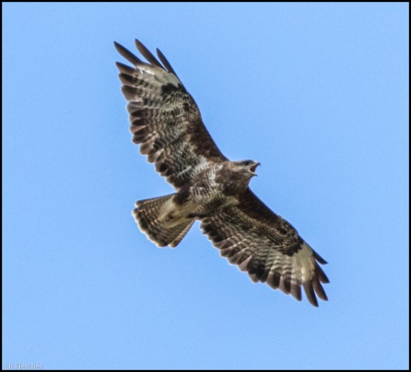 Buzzard 030818.jpg