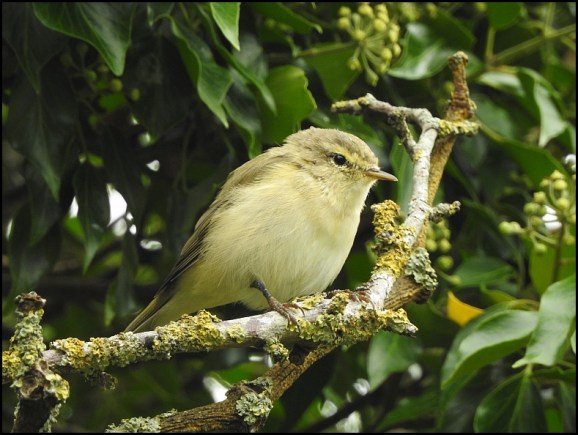 Chiffchaff 280818.jpg