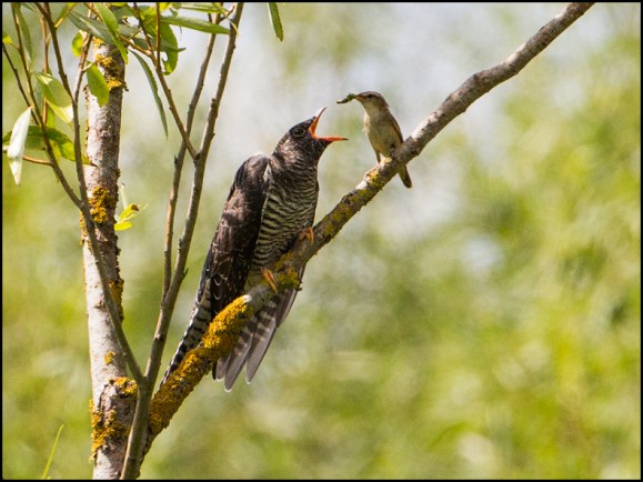 Cuckoo &amp; Sedge Warbler 040818 2