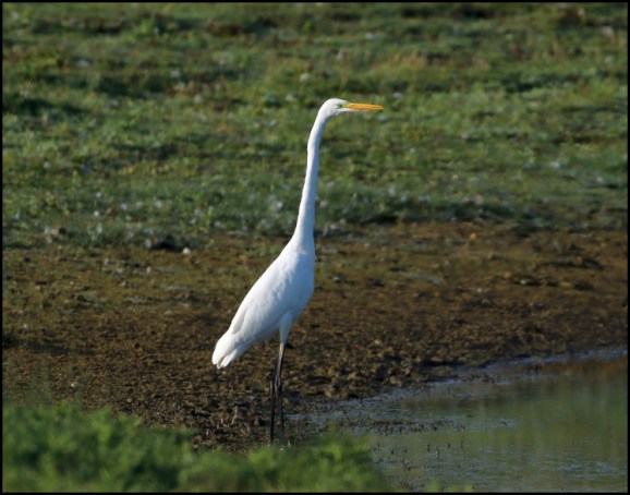 Great White Egret 250818