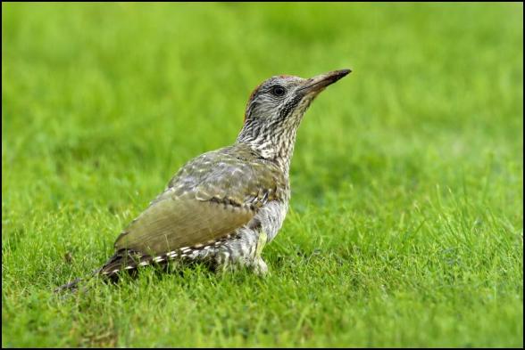 Green Woodpecker 290818