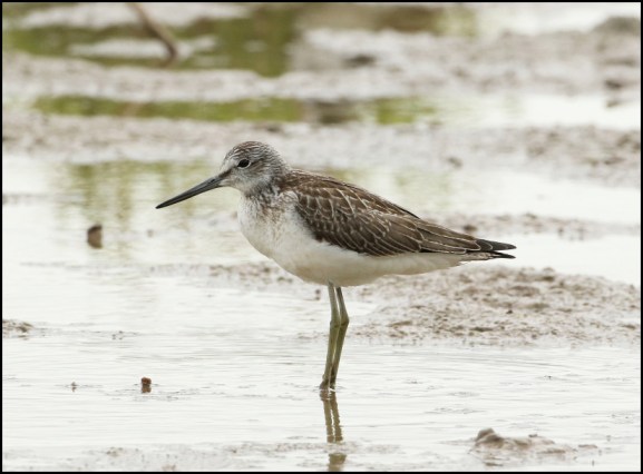 Greenshank 240818