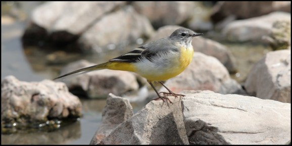 Grey Wagtail 180818