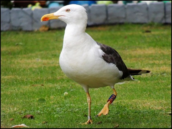 Lesser Black-backed Gull 190818