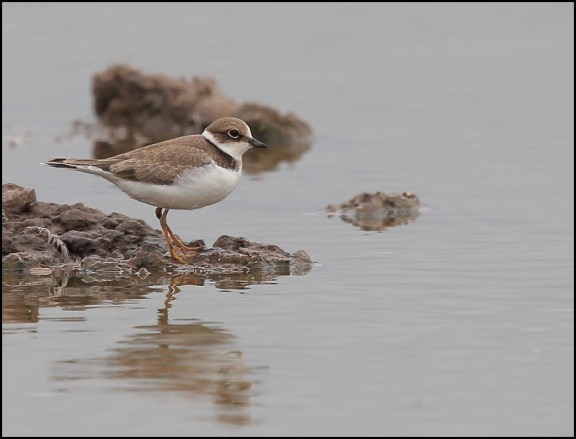 Little Ringed Plover 180818 1