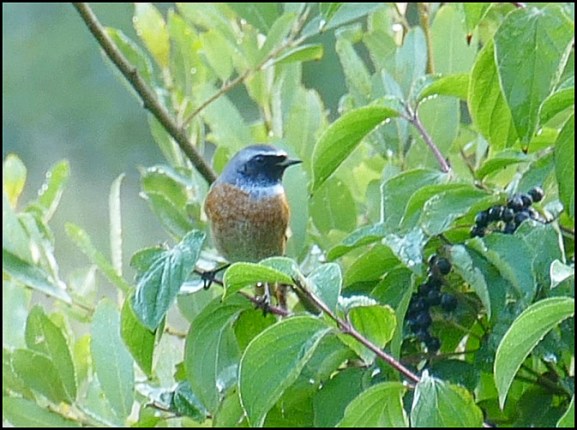 Redstart 250818.jpg